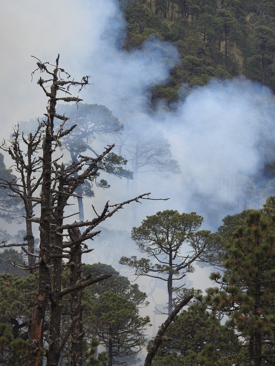 fire, forest fire, tree, nature, forest, smoke, hot, burning, calls, forestry, conservation, trees, destruction, climate change